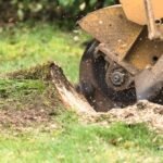 Tree Stumps