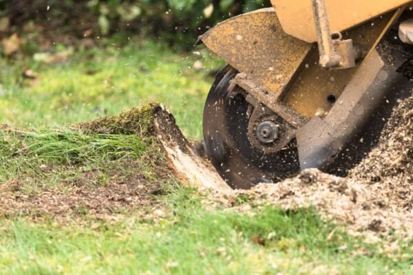 Tree Stumps