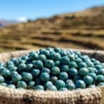 insoya