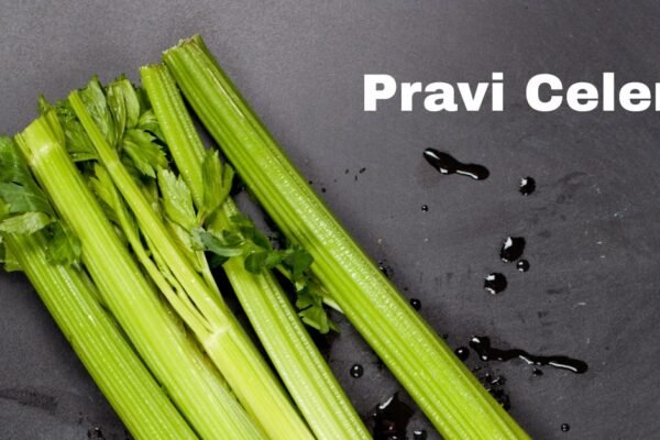 Pravi Celer