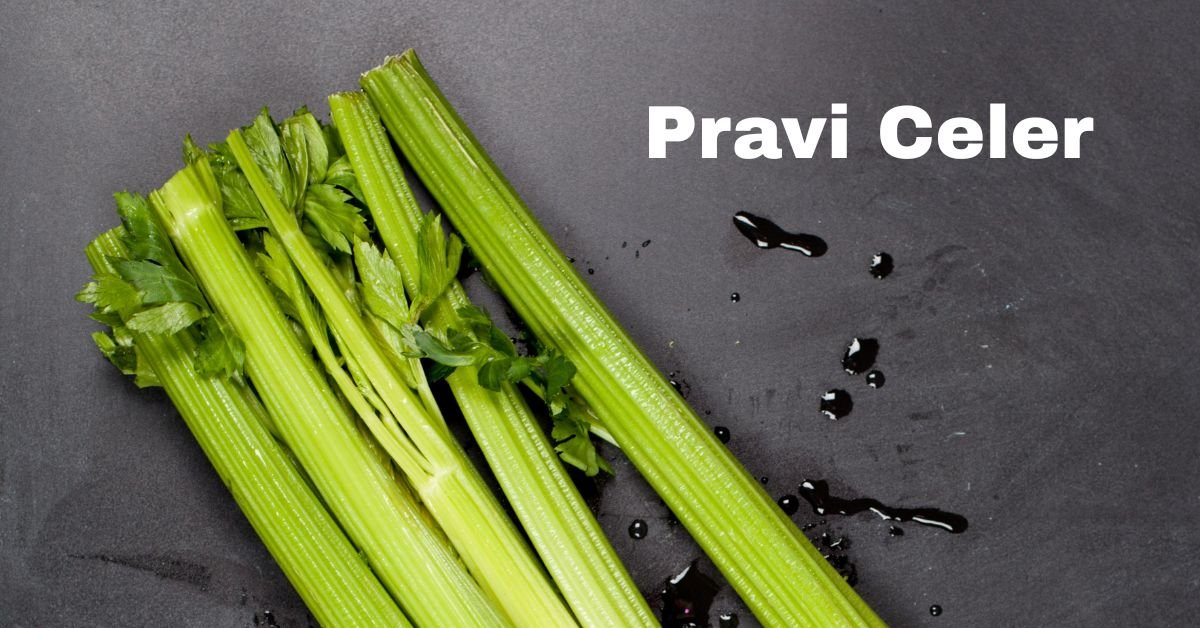 Pravi Celer